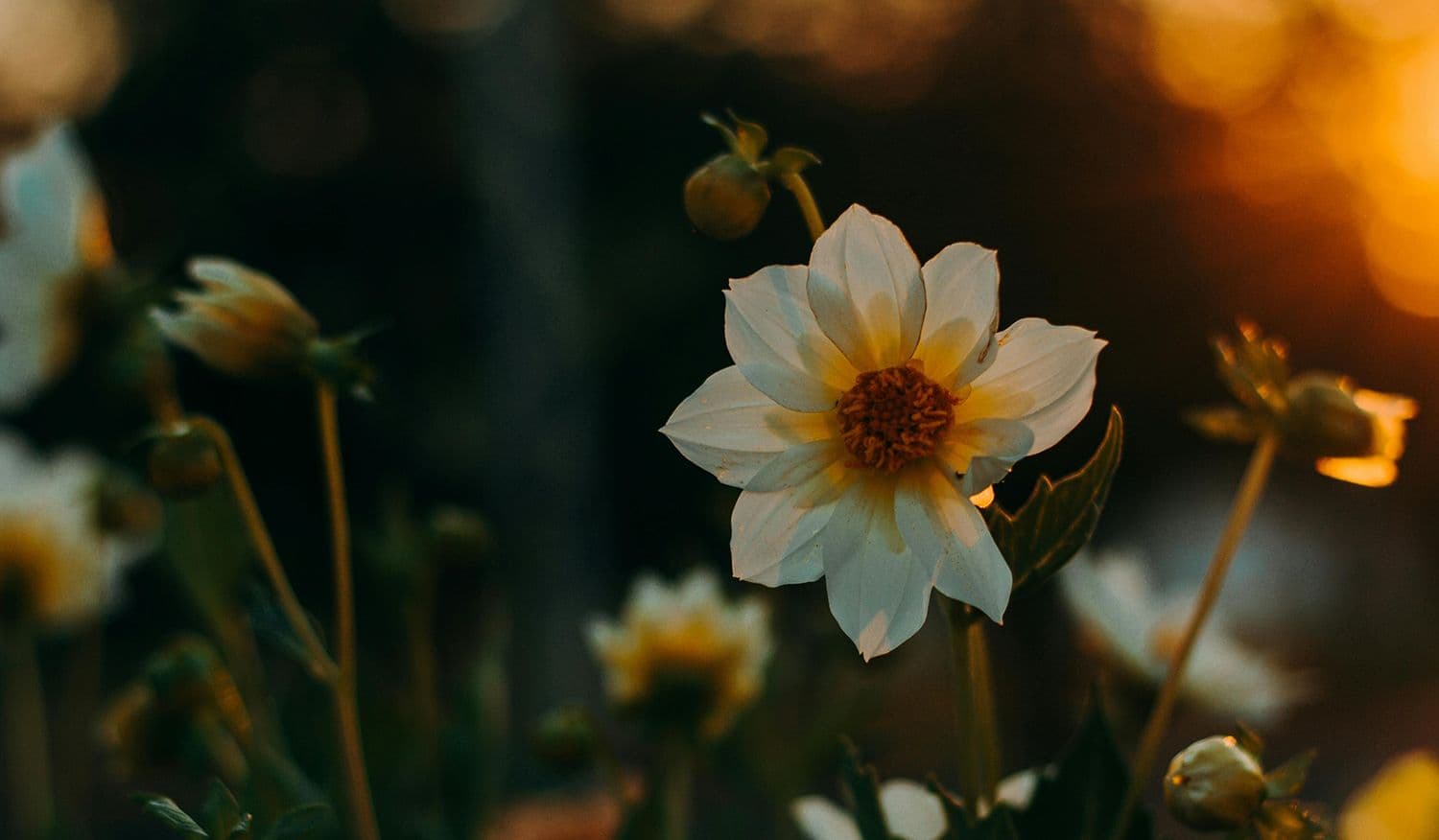 Fiori theme